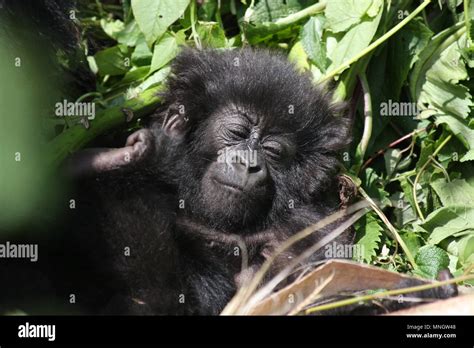 Baby Mountain Gorilla sleeping Stock Photo - Alamy