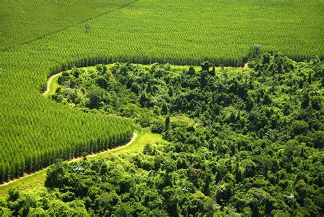 Plantations – land grab or foundation for inclusive green growth? - EcoLogical