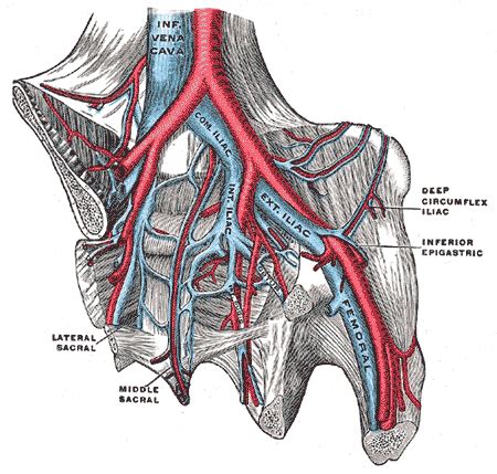 Inferior epigastric artery - wikidoc