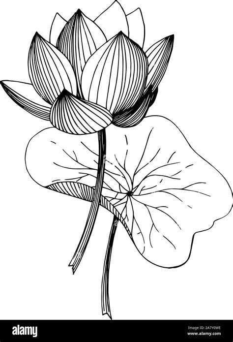 Vector Lotus floral botanical flower. Black and white engraved ink art ...