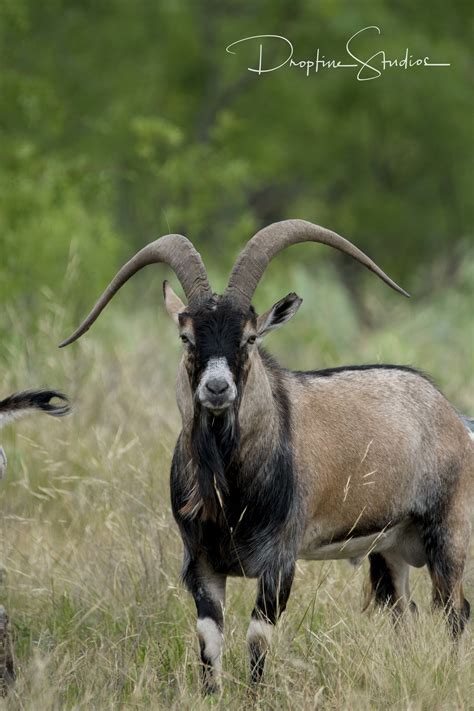 Ibex - Hybrid — Texas Divide Ranch