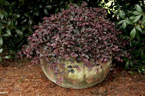 Purple Pixie Loropetalum | Front yard plants, Purple pixie, Plants