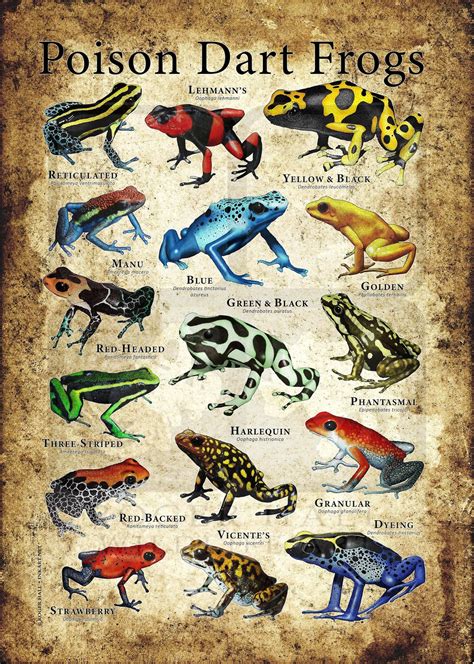 Endangered Poisonous Frogs