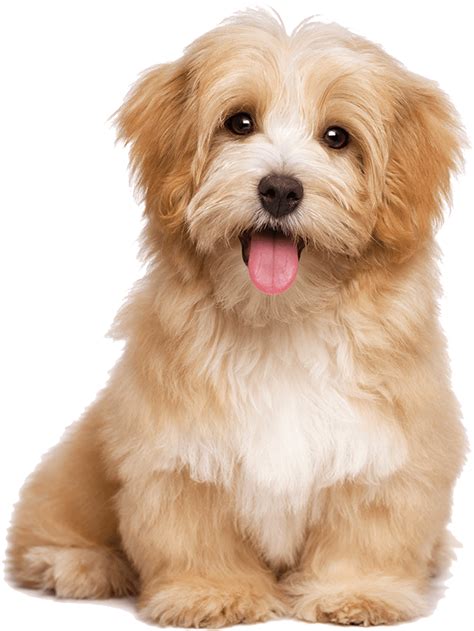 Download Cute Puppies Png Background - Havanese Dog - Full Size PNG ...