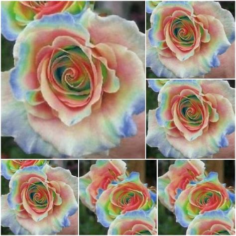 Rose Seeds Rainbow Rose Seeds Rose Seeds For Planting Rose | Etsy