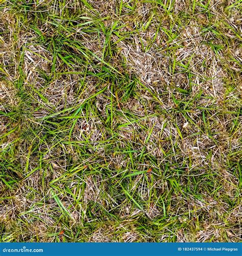 High Resolution Foto Realistic Seamless Texture of Green Grass and Plants Stock Photo - Image of ...