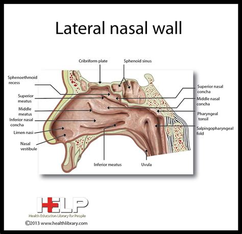 Lateral Nasal Wall