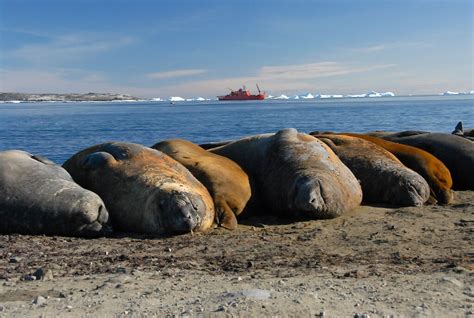 Research improves understanding of threats to Antarctic wildlife — Australian Antarctic Program ...