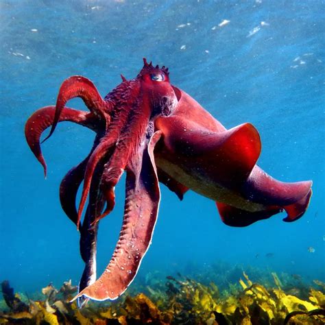 Giant Australian Cuttlefish Facts That Will Make You Go WHOA! - OctoNation - The Largest Octopus ...