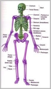 Human musculoskeletal system diagram - Graph Diagram