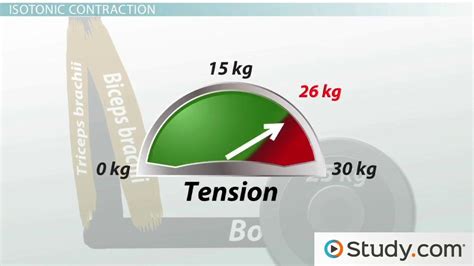 Isometric vs. Isotonic Contraction | Overview & Examples - Lesson | Study.com