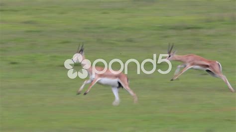 GAZELLE AFRICAN WILDLIFE SAFARI SPEED RUNNING FAST Stock Footage,# ...