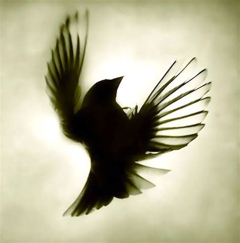 Blackbird Shadow Tattoo Design