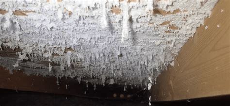 How To Get Rid Of White Mold Effectively In Your Home