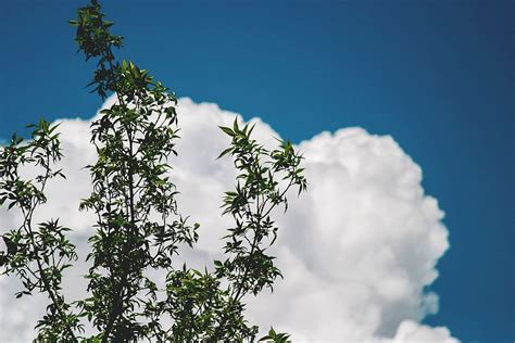 green, leafed, tree, blue, sky, leaves, white, clouds, trees, branches ...