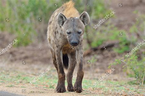 Spotted Hyena Laughing Hyena Crocuta Crocuta Editorial Stock Photo ...