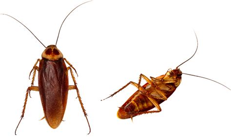 cockroach gif transparent background - Clip Art Library