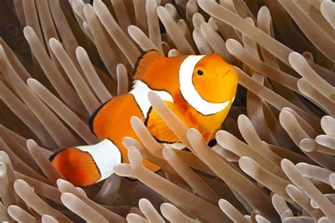 Ocellaris Clownfish | Fish Laboratory