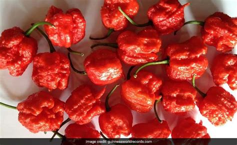 World's Hottest Chilli Pepper Carolina Reaper May Have An Indian Connection