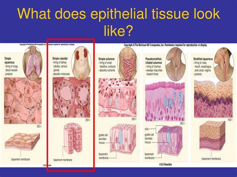 Ppt Tissue Introduction Epithelial Tissue Physiology Dokumen Tips | The Best Porn Website