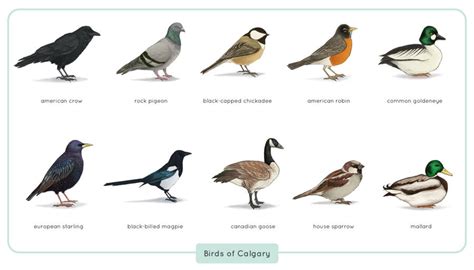 Common Birds of Calgary by astro-phase on DeviantArt