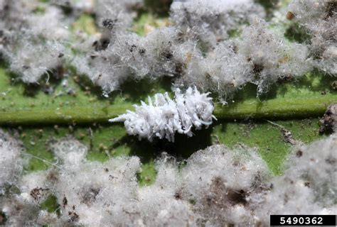 mealybug destroyer, Cryptolaemus montrouzieri (Coleoptera ...