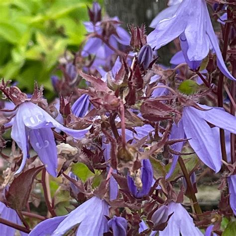 Campanula poscharskyana – Harley Nursery