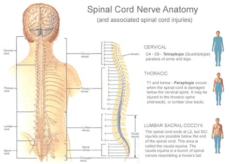 Anatomy for first aiders: the spinal cord - First Aid for Free