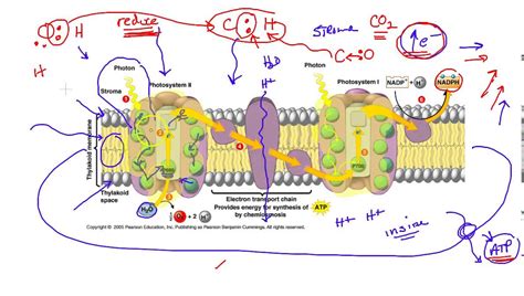 Photosynthesis Lab Ap Bio