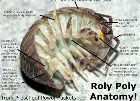 Interesting Facts About Woodlice (Slaters/Pill Bugs/Rollie Pollies/Roly Polies)