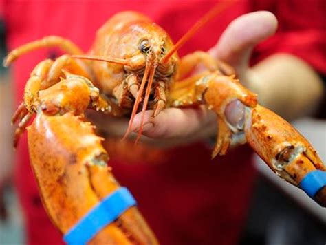 Rare yellow lobster found at Florida grocery store