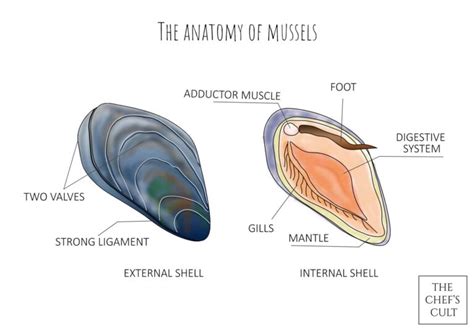 Our ultimate mussel guide! Everything you need ... - The chef's cult