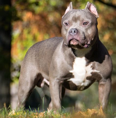 Pocket Bully Dog Breed: 7 Must Know Facts - The Pet Town