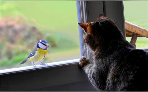 HD Wallpaper: Curious Cat Meets a Colorful Titmouse