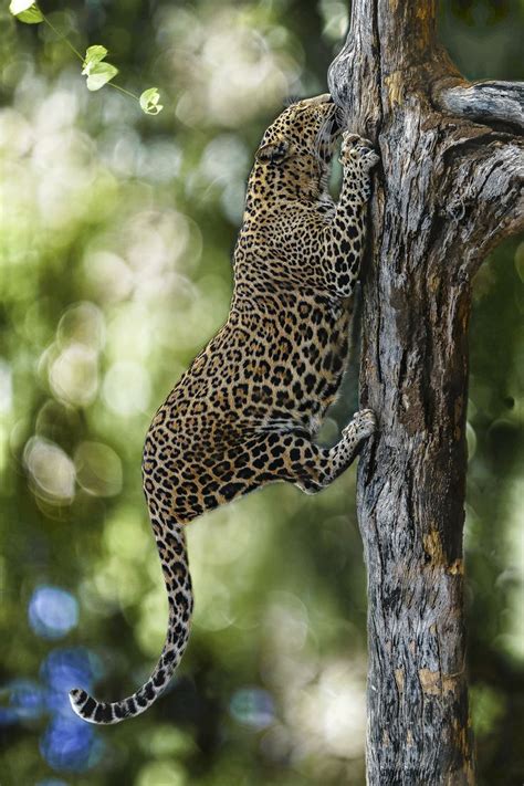 leopard climbing tree... | *~BeWitchingBokeh~* | Pinterest | Trees ...