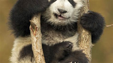 Watch as adorable baby panda wrestles with a tree he is stuck in ...