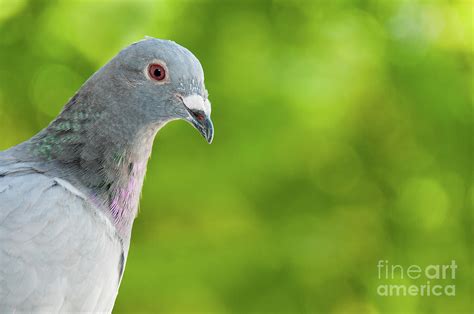 Portrait of a pretty carrier pigeon in profile view against a defocused green background ...