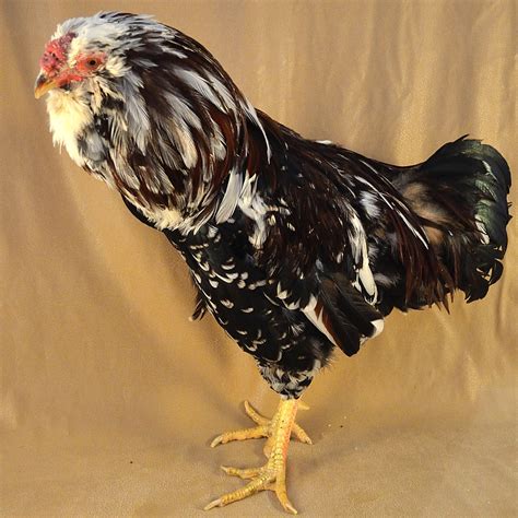 Russian Orloff Chicken - Breed Profile - Backyard Poultry