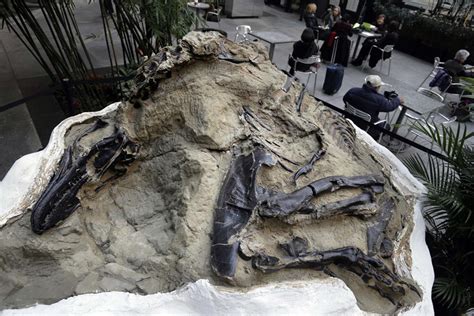 Montana 'dueling dinosaurs' fossils donated to museum | State & Regional | helenair.com