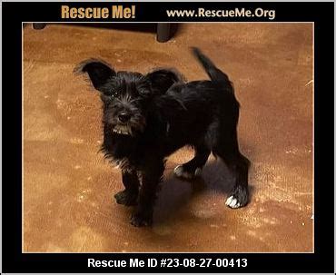 - Oklahoma Yorkie Rescue - ADOPTIONS - Rescue Me!