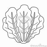Romaine Lettuce Vegetable Isolated Coloring Page Cartoon Vector  sketch template