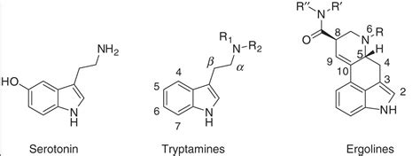 Tryptamine Basics