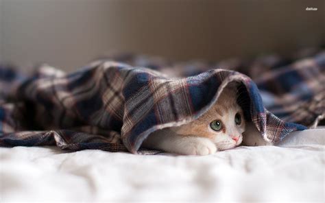 Cat under blanket wallpaper | 1920x1200 | #12184