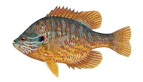 Pumpkinseed Sunfish Fishing Guide | How to Catch a Pumpkinseed Sunfish