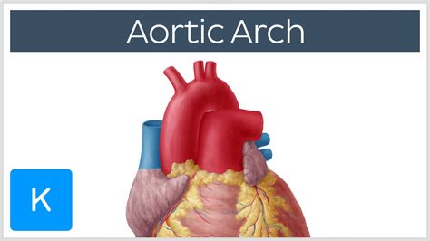 Aortic Arch: Anatomy, Branches, Function & Definition | Kenhub - YouTube