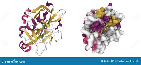 Structure of Factor XI Complexed with a Pyrimidinone Inhibitor Stock Illustration - Illustration ...