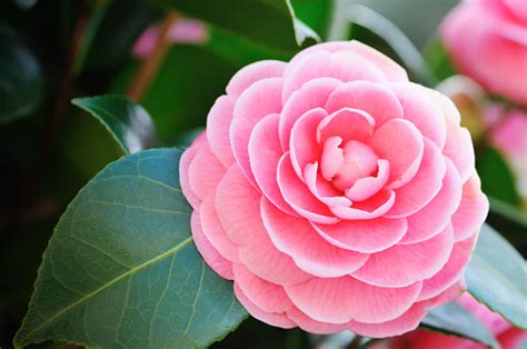 Camellia Pictures | Download Free Images on Unsplash