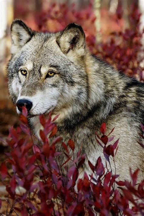 49 best images about Gray Wolf animal art portraits, photographs, information and just plain fun ...