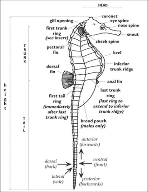 Seahorse Anatomy Diagram