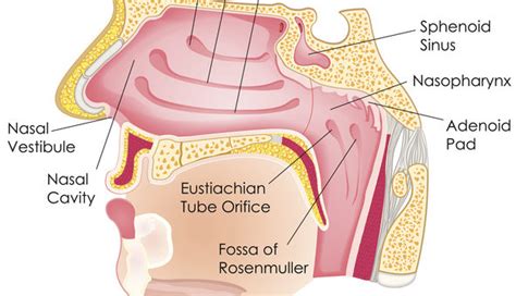 Where Does Sinus Drainage Go? - American Sinus Institute - American Sinus Institute